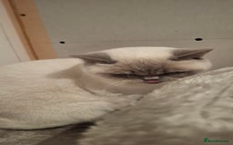 British Shorthair cats for sale: White,grey blue eyed british shorthair frmale  - Advert 7