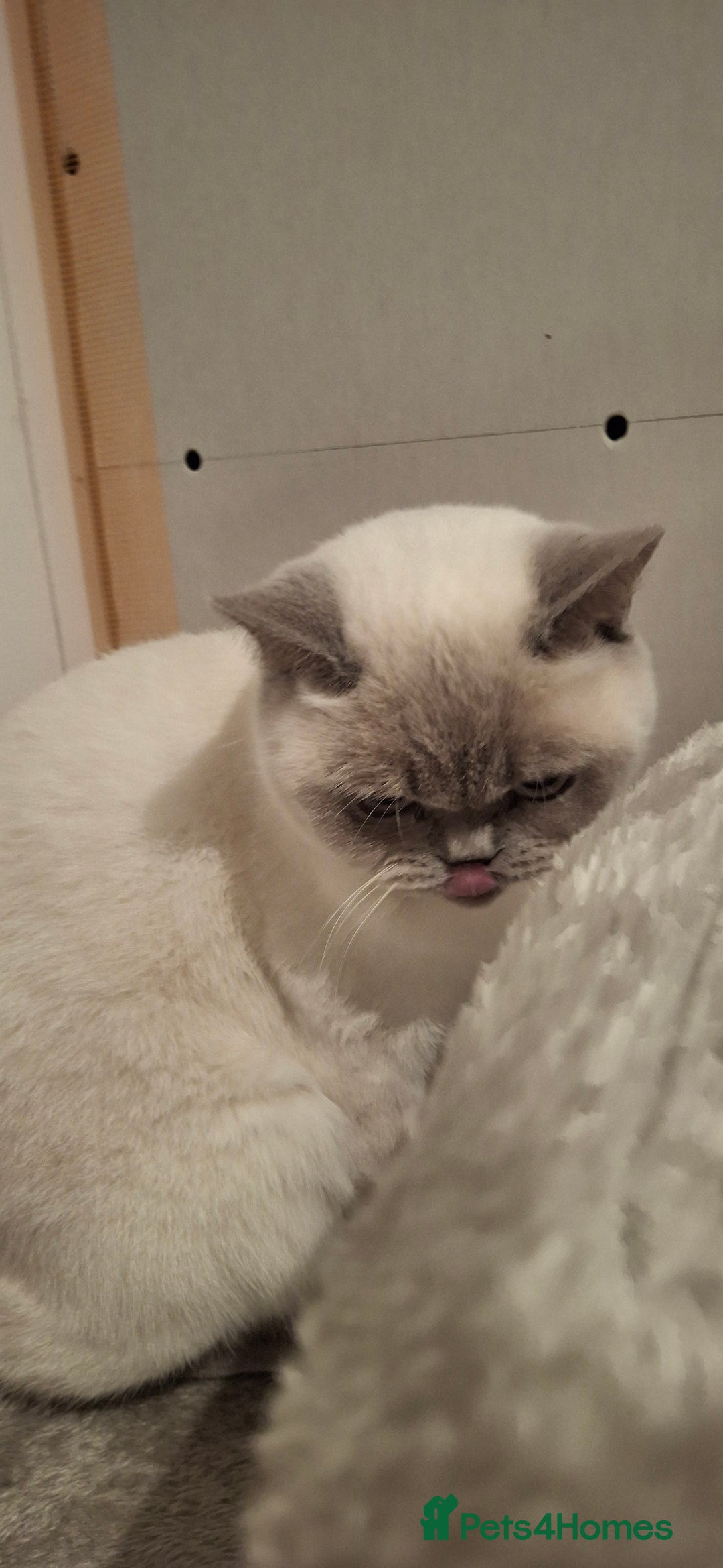 British Shorthair cats for sale: White,grey blue eyed british shorthair frmale  - Advert 7