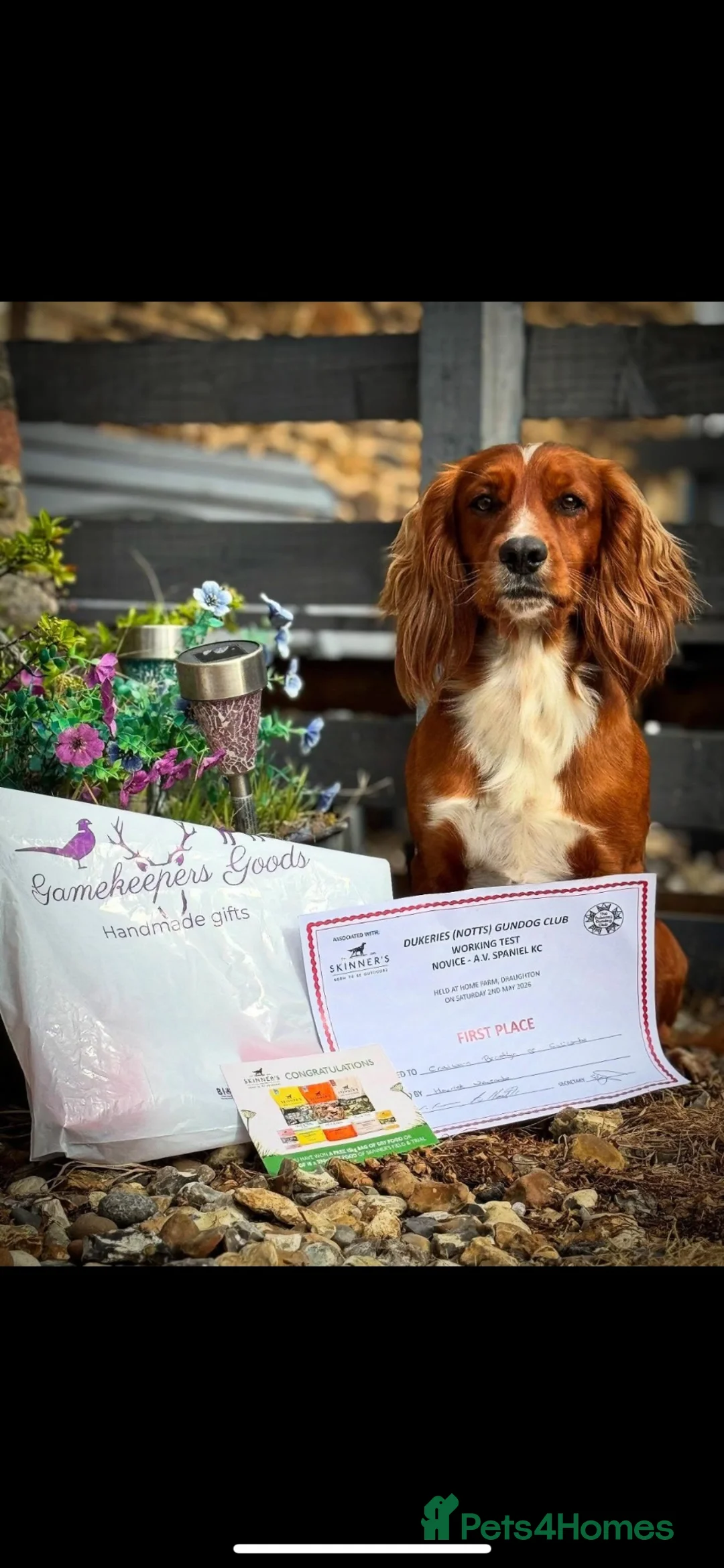 Cocker Spaniel dogs for sale: Kc health tested working cocker pups - Advert 6