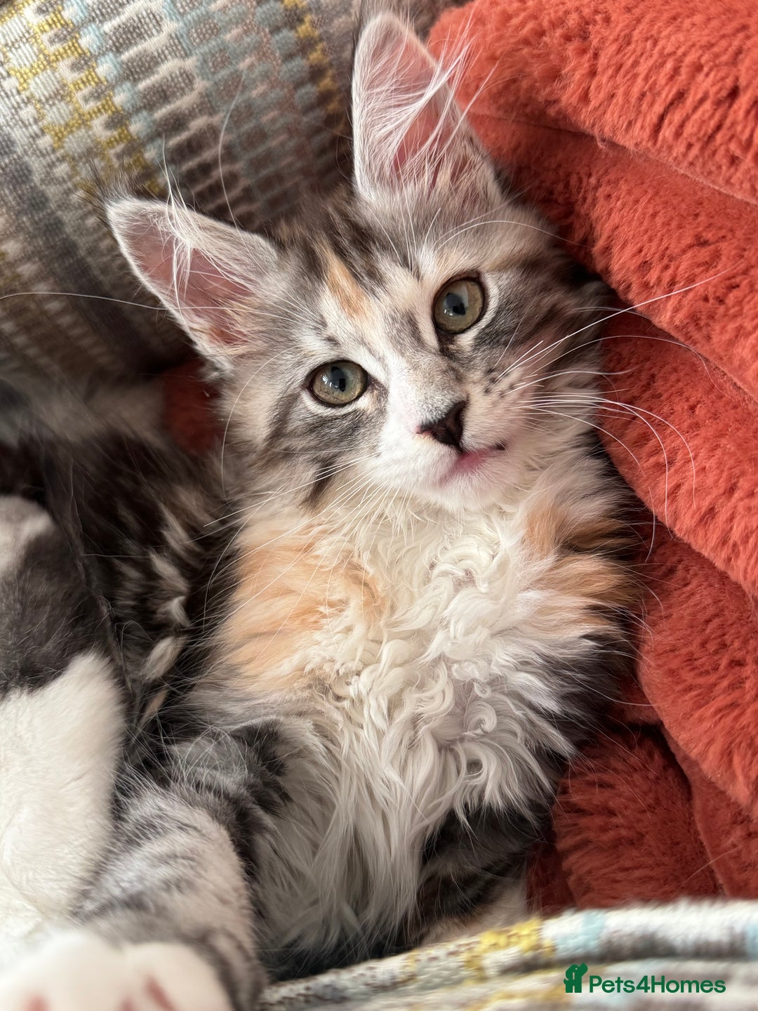 Maine Coon cats for sale: Gorgeous Mainecoon kitten Xl - Advert 5