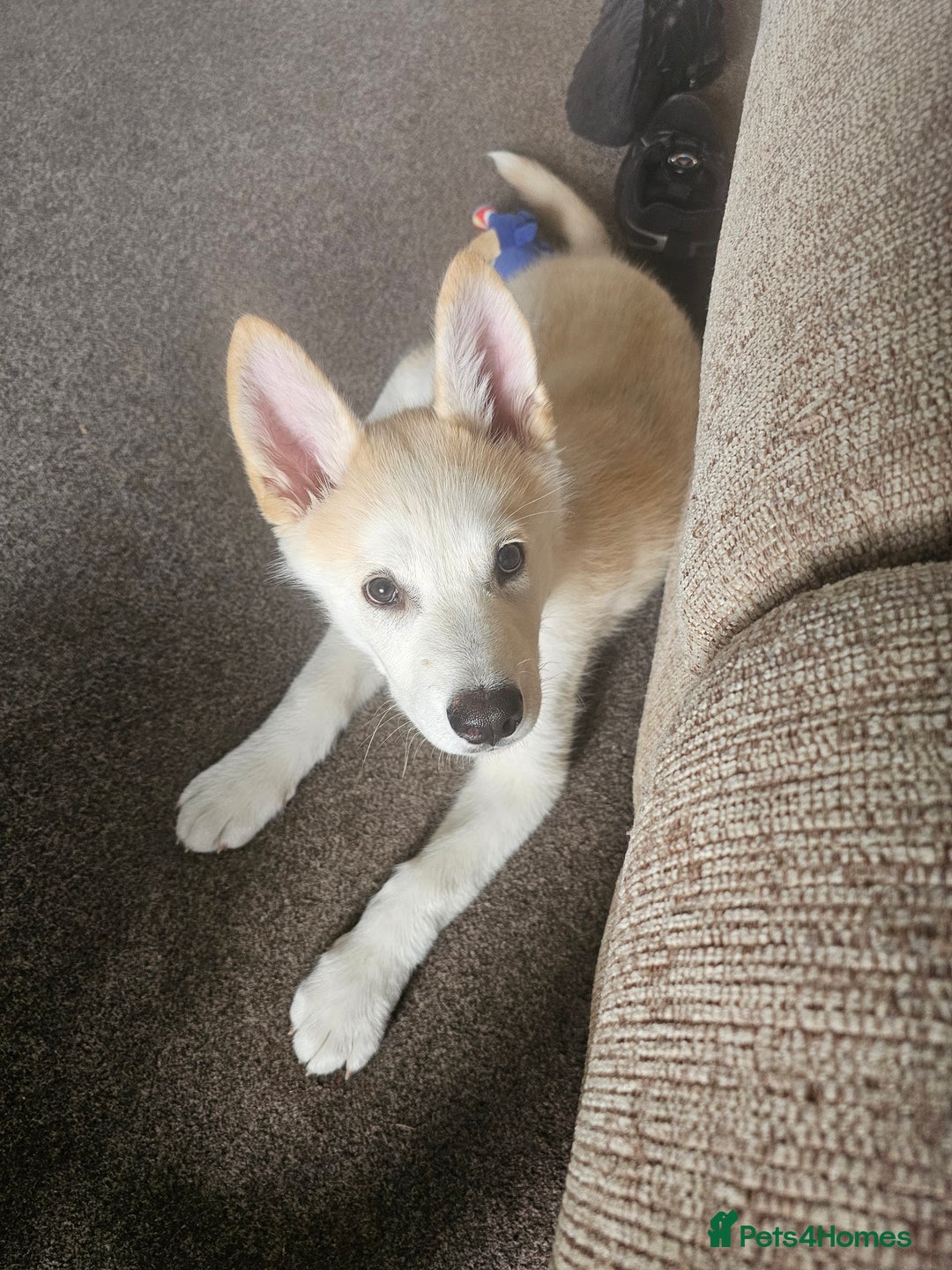 Mixed Breed dogs for sale: Puppy for sale - Image 4