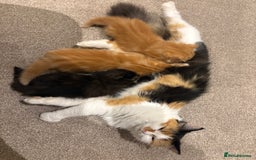 Mixed Breed cats for sale: Quarter Persian kittens  - Image 12