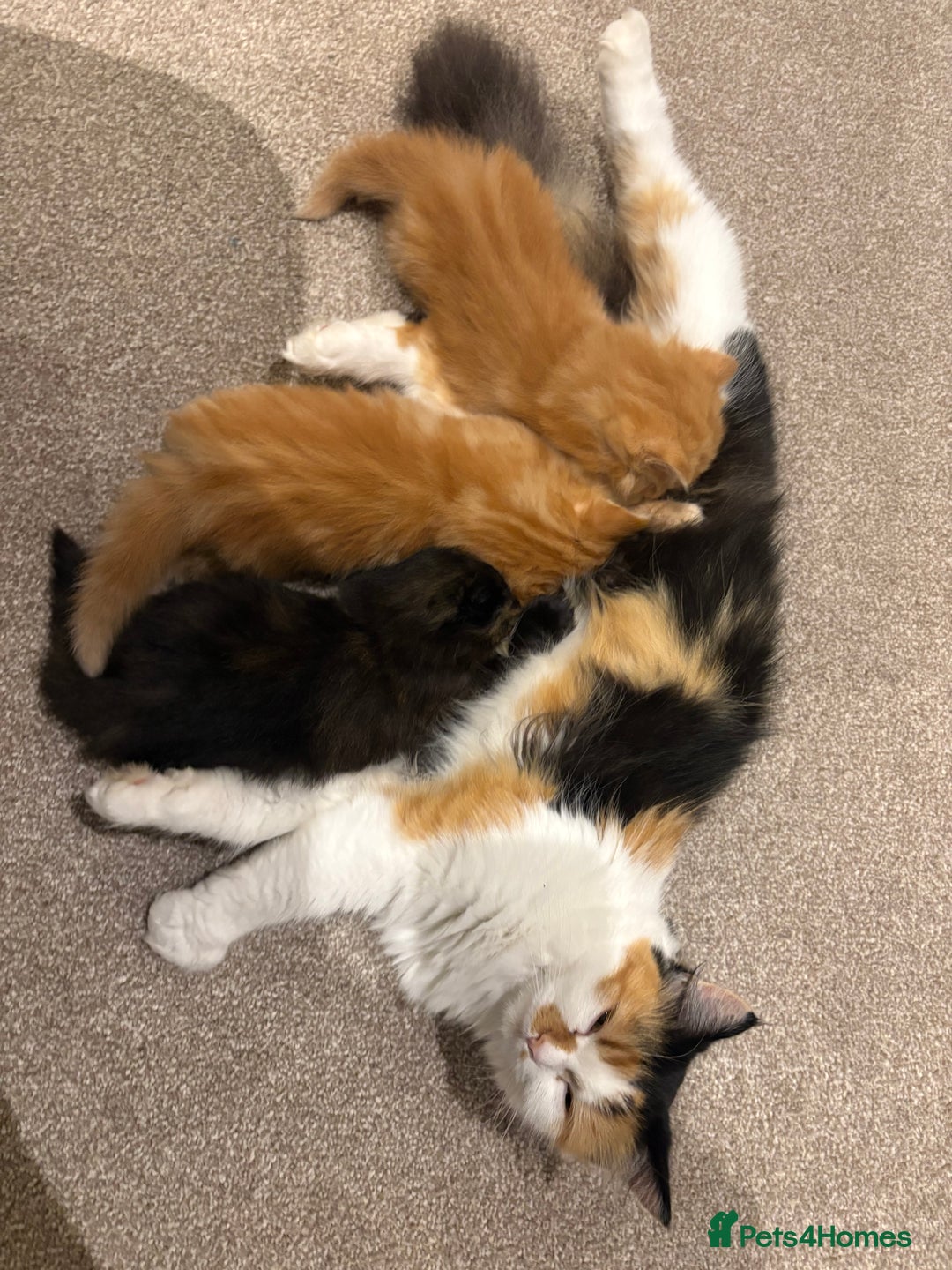 Mixed Breed cats for sale: Quarter Persian kittens  - Image 12
