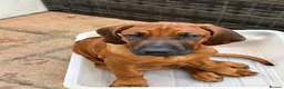 Rhodesian Ridgeback dogs for sale: KC Registered RR Ready for forever Homes 1st July - Advert 4