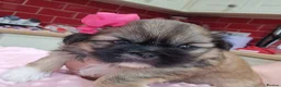 Shih Tzu dogs for sale: 🌸 Beautiful Shih Tzu Girls Available - Advert 3