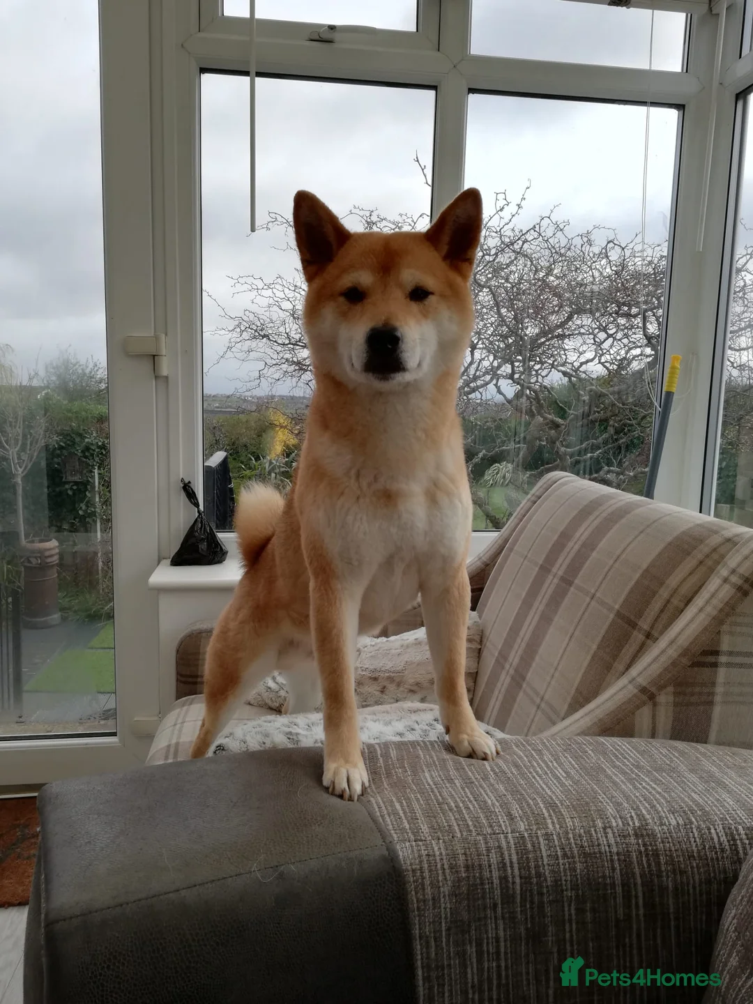 Japanese Shiba Inu dogs for stud: Proven, KC Registered, Shiba Inu Stud in Dewsbury - Advert 3