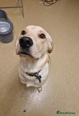 Labrador Retriever dogs Meet our beautiful girl Precious - Advert 1