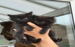 Maine Coon cats for sale: Maine coon xxx - Image 6