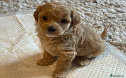 Maltipoo dogs for sale: Real life teddy bear f1 Maltipoos ❤️💥 - Image 32