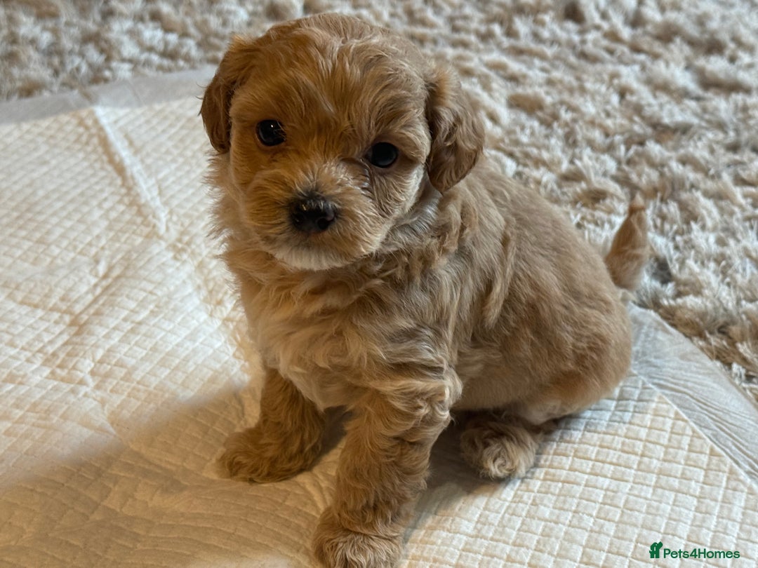 Maltipoo dogs for sale: Real life teddy bear f1 Maltipoos ❤️💥 - Image 32