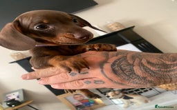 Dachshund dogs for sale: Dachshund puppies for sale  - Image 9