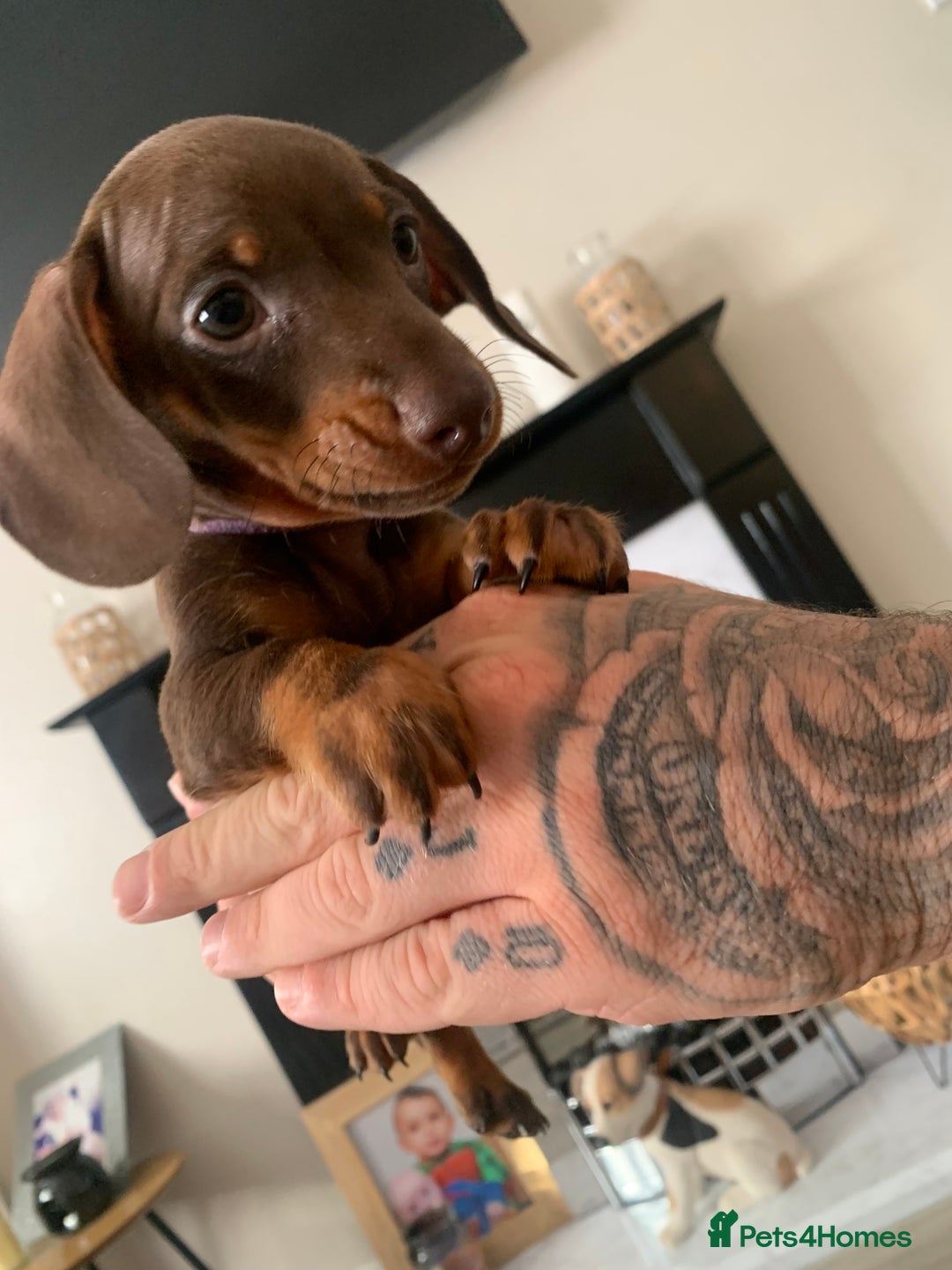 Dachshund dogs for sale: Dachshund puppies for sale  - Image 9