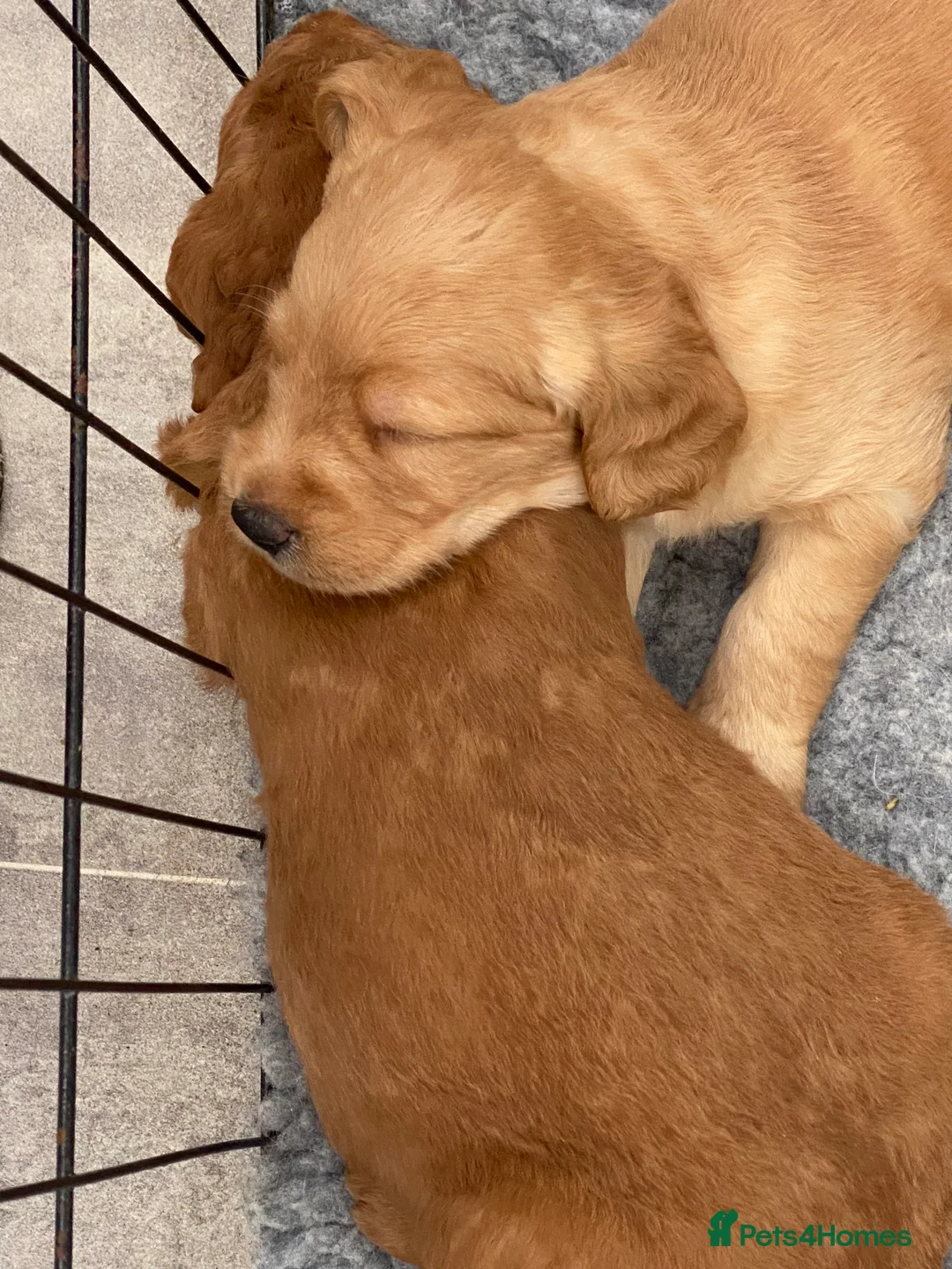 Labradoodle dogs for sale: F1 Red Miniature Labradoodles  - Advert 22