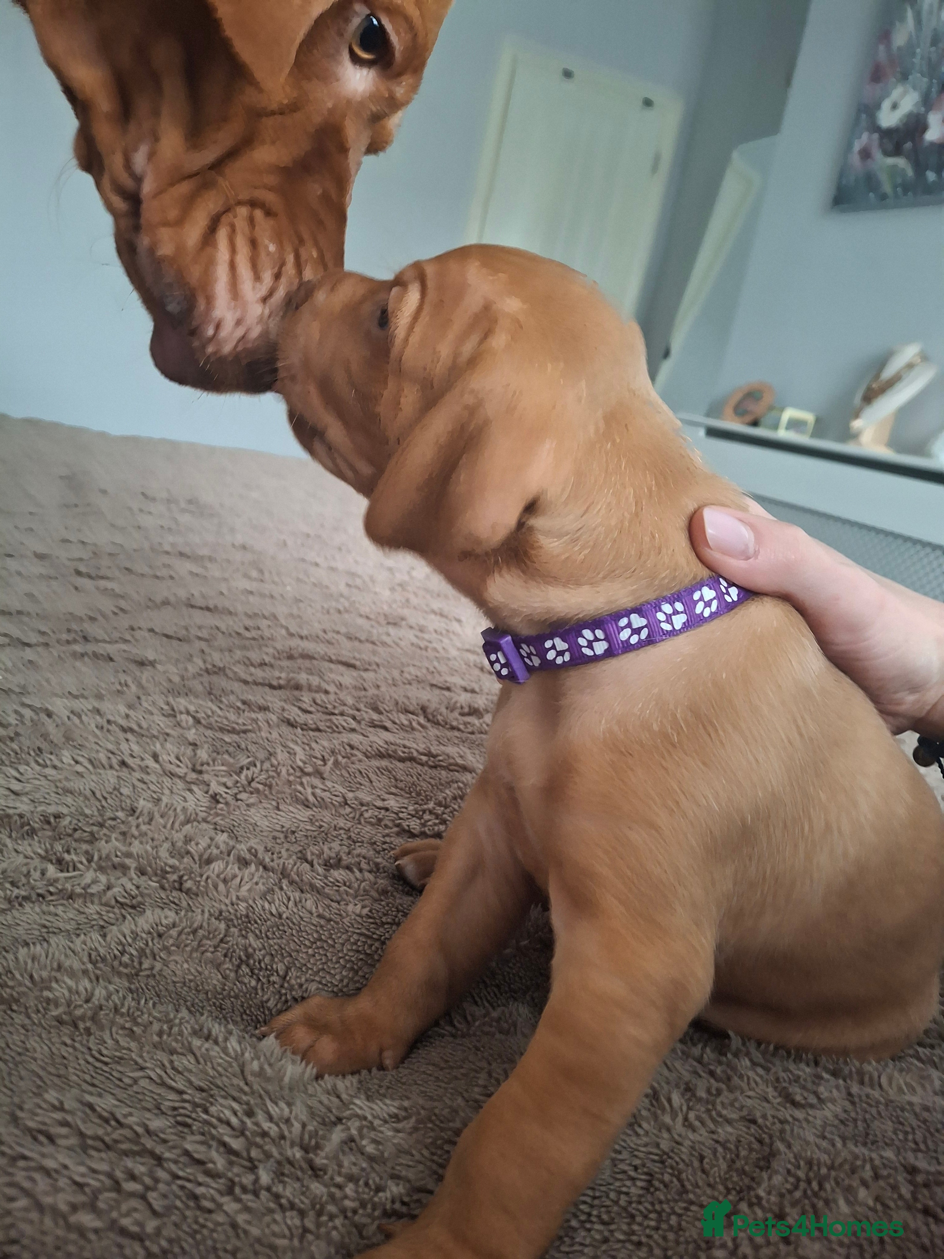 Hungarian Vizsla dogs Hungarian vizsla for sale  - Advert 2