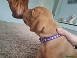 Hungarian Vizsla dogs Hungarian vizsla for sale - Advert 2