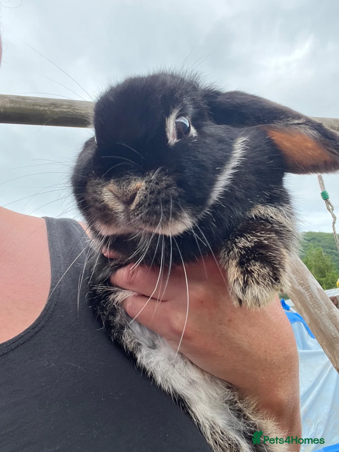 Mini Lop rabbits for sale: Three beautiful friendly rabbits in Port Talbot - Advert 5