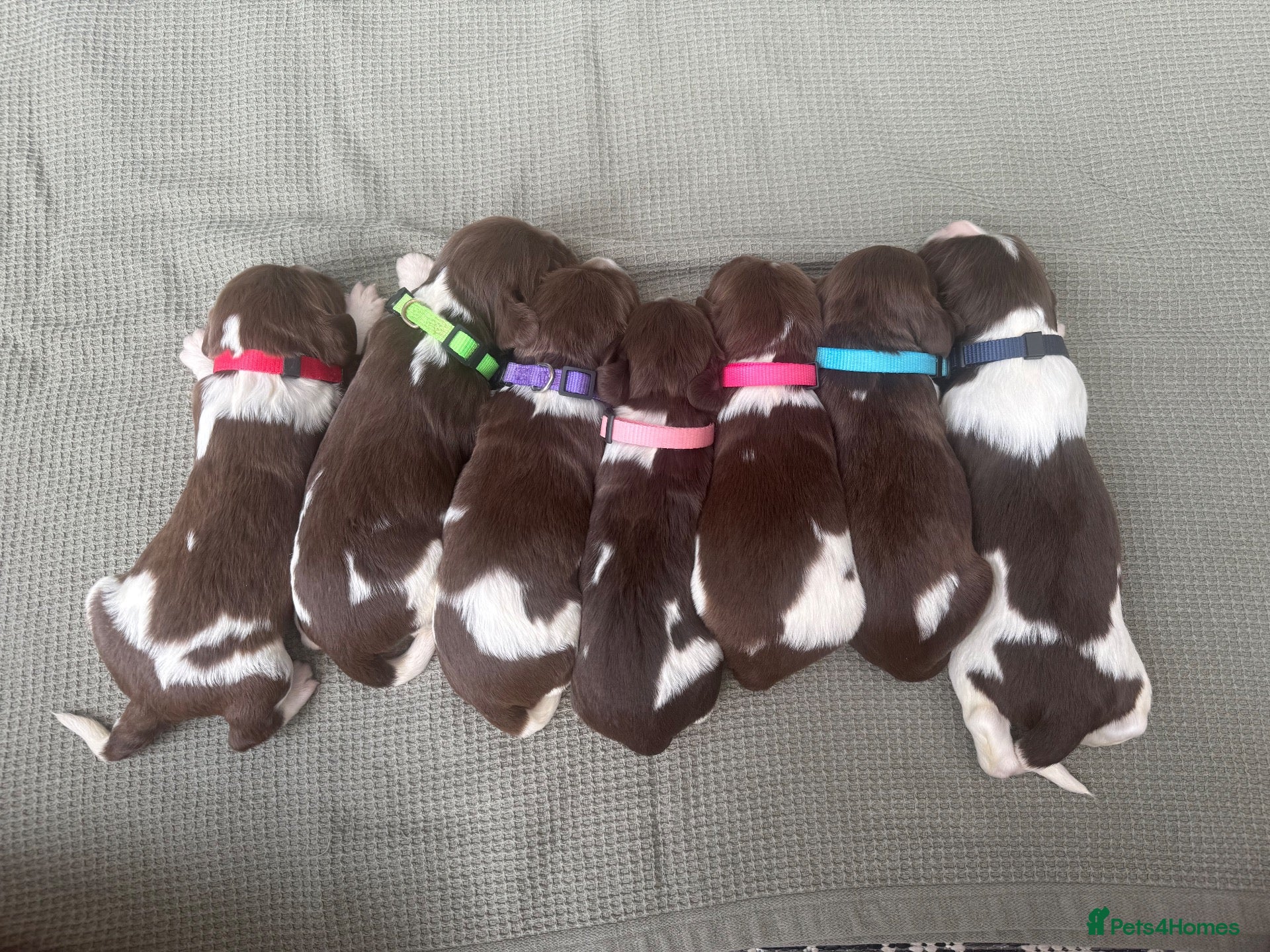 English Springer Spaniel dogs 🎃 KC REG SPRINGER SPANIELS READY 29th OCT 🎃 - Advert 1