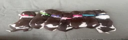 English Springer Spaniel dogs for sale: 🎃 KC REG SPRINGER SPANIELS READY 29th OCT 🎃 - Advert 1