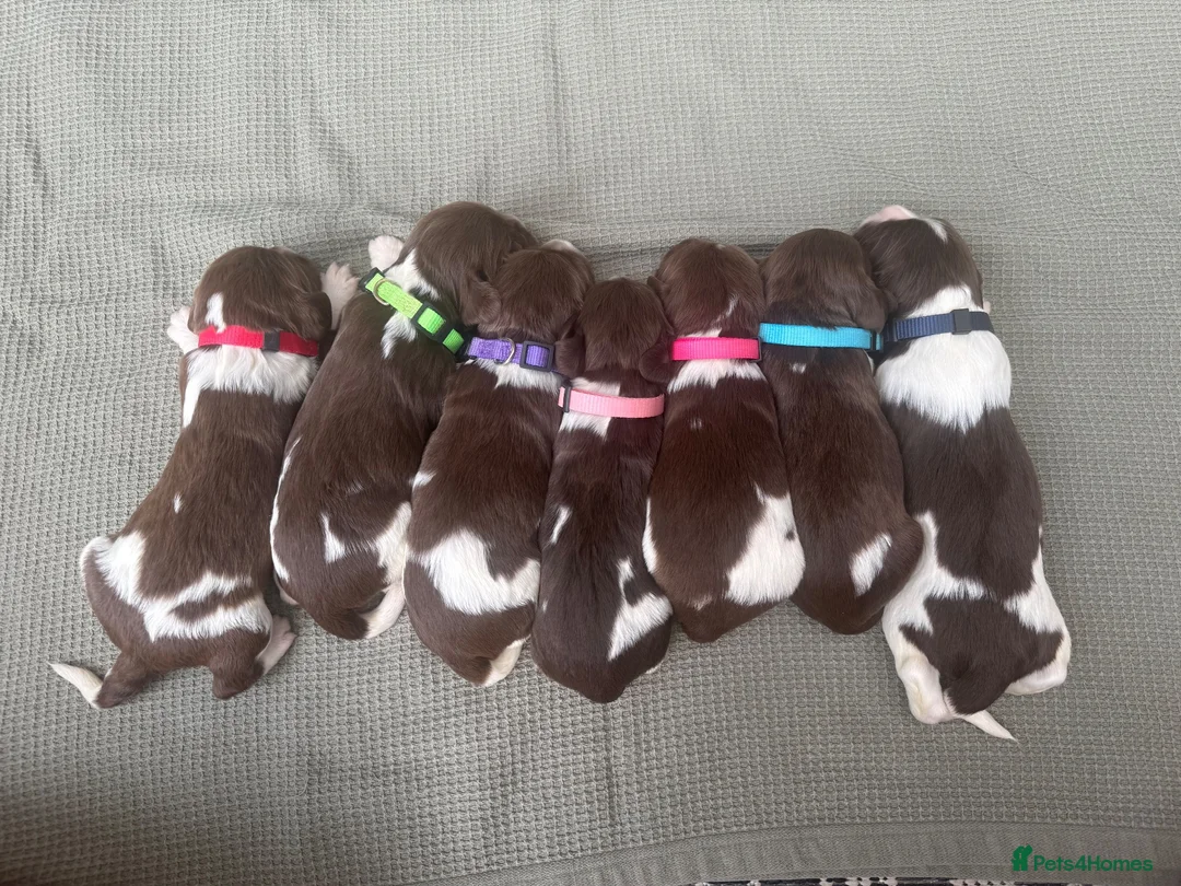 English Springer Spaniel dogs for sale: 🎃 KC REG SPRINGER SPANIELS READY 29th OCT 🎃 - Advert 1