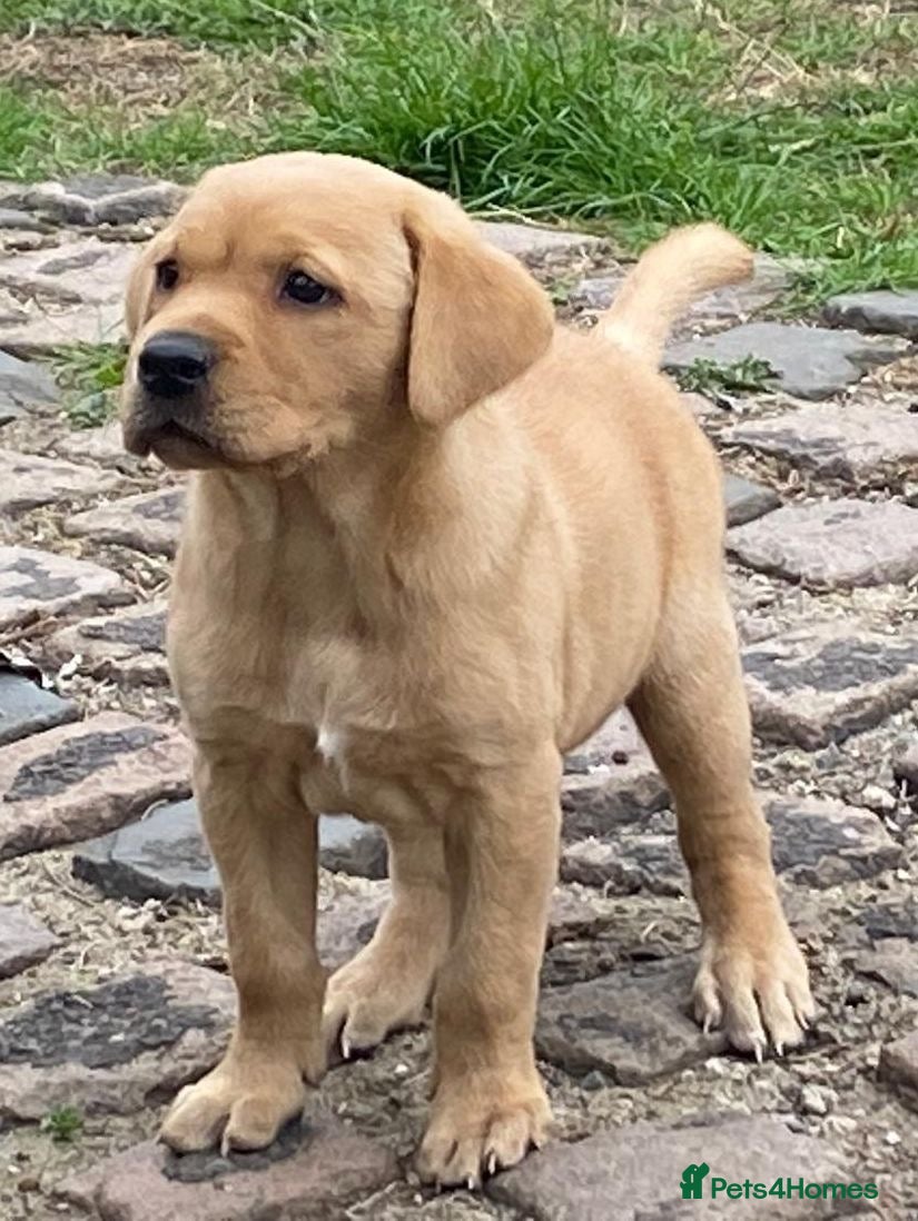 Labrador Retriever dogs Labrador puppies - Advert 1