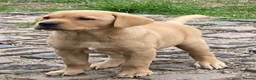 Labrador Retriever dogs for sale: Labrador puppies - Advert 3