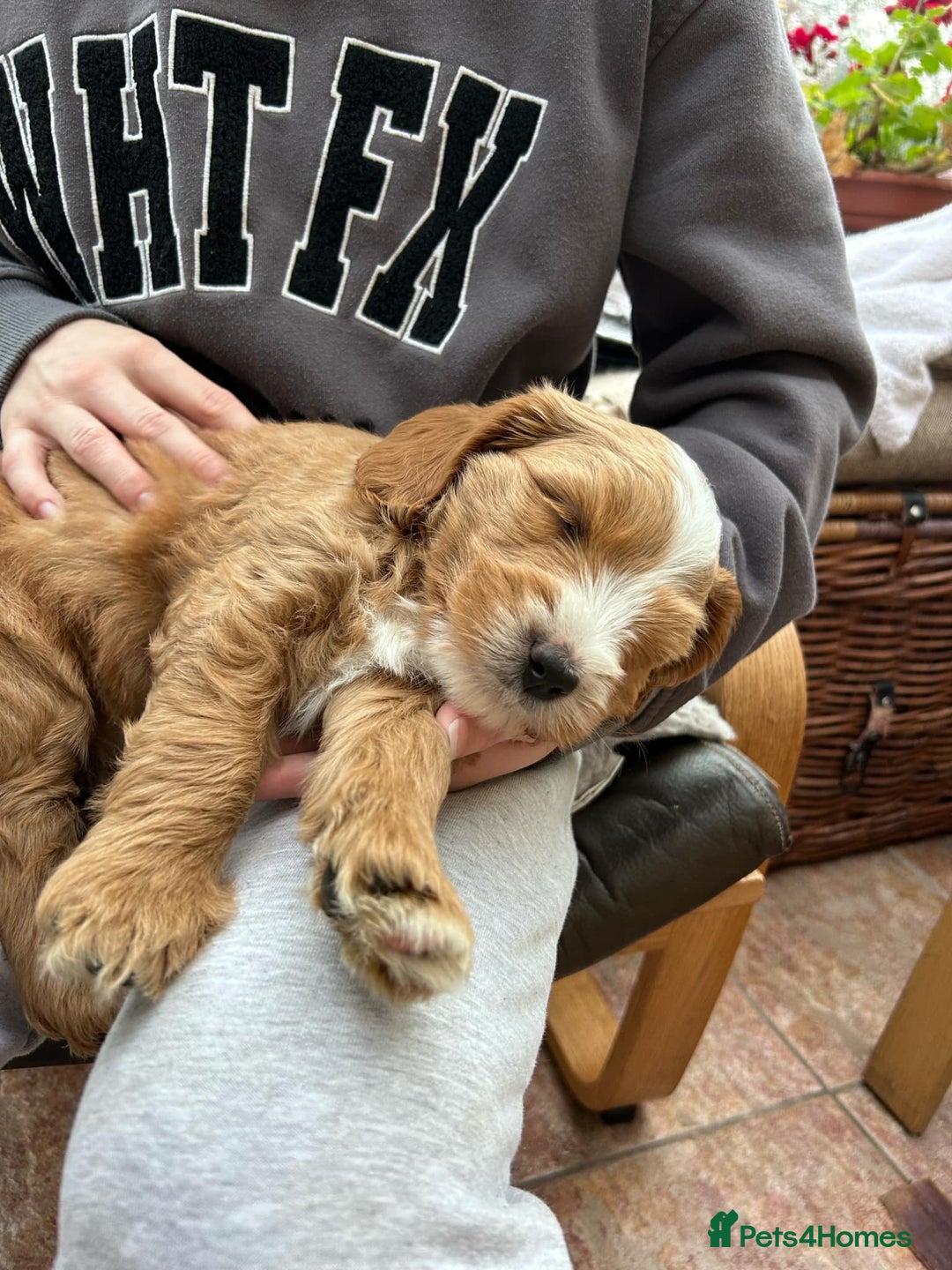 Australian Labradoodle dogs for sale: Genuine 100% Australian Labradoodle Puppies - Image 7