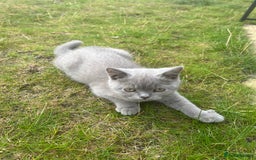 British Shorthair cats for sale: 4 Adorable Kittens are looking for new homes  - Image 13