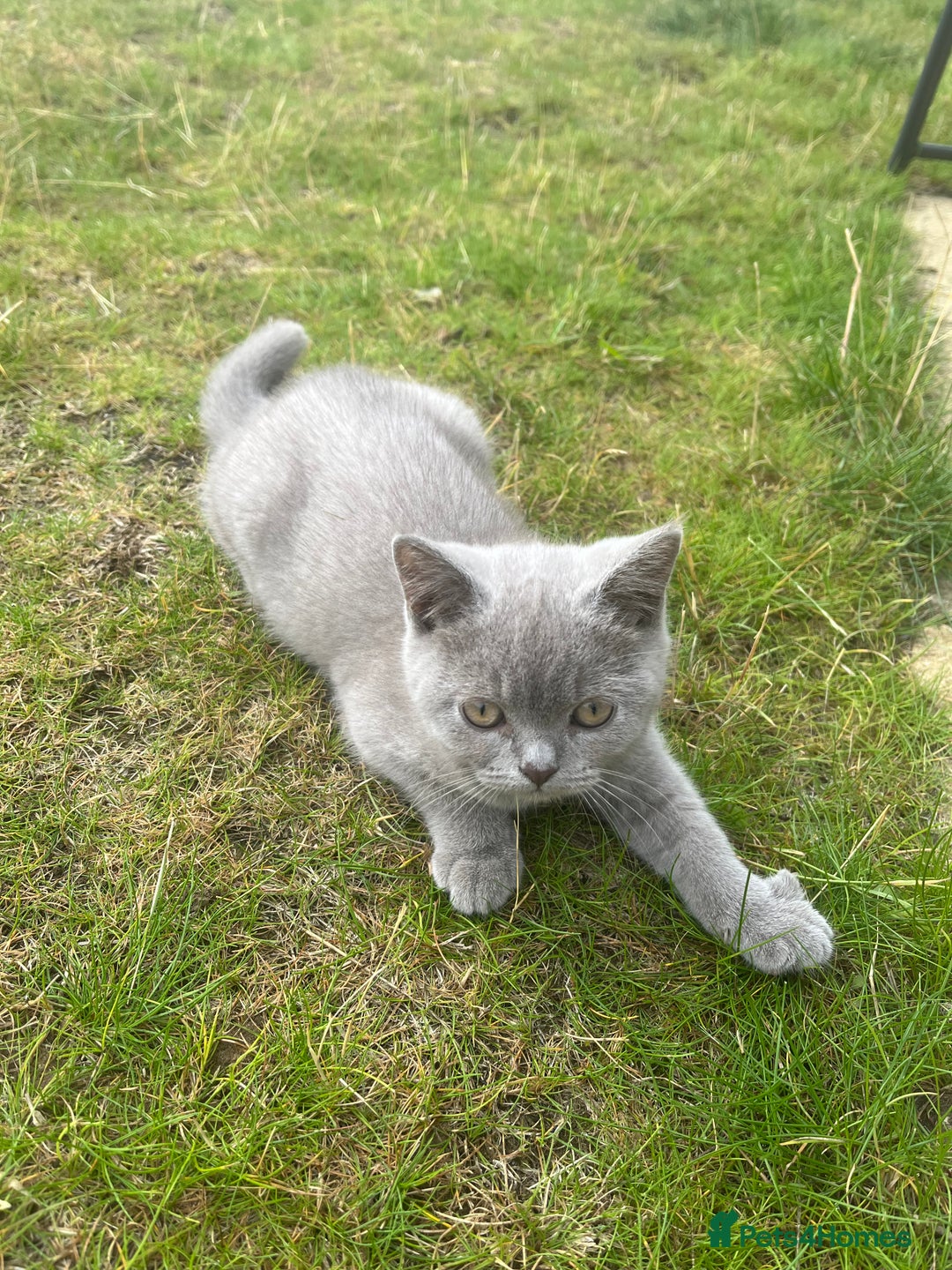 British Shorthair cats for sale: 4 Adorable Kittens are looking for new homes  - Image 13