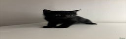 Mixed Breed cats for sale: Kittens for sale - Advert 7