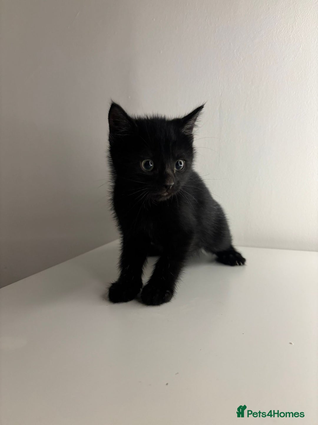 Mixed Breed cats for sale: Kittens for sale - Advert 7