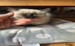 Ragdoll cats for sale: Ragdoll girl - Image 1