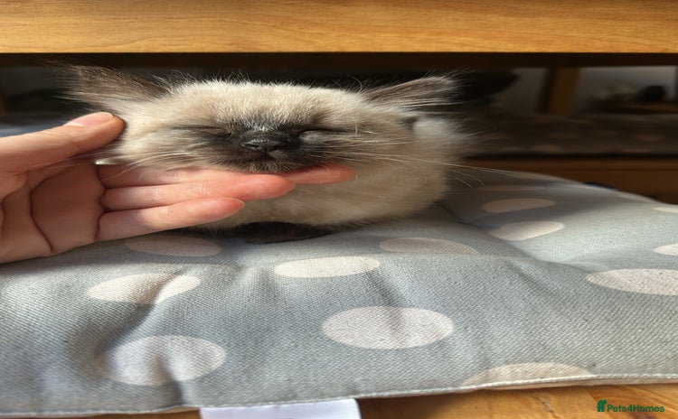 Ragdoll cats - Advert 1