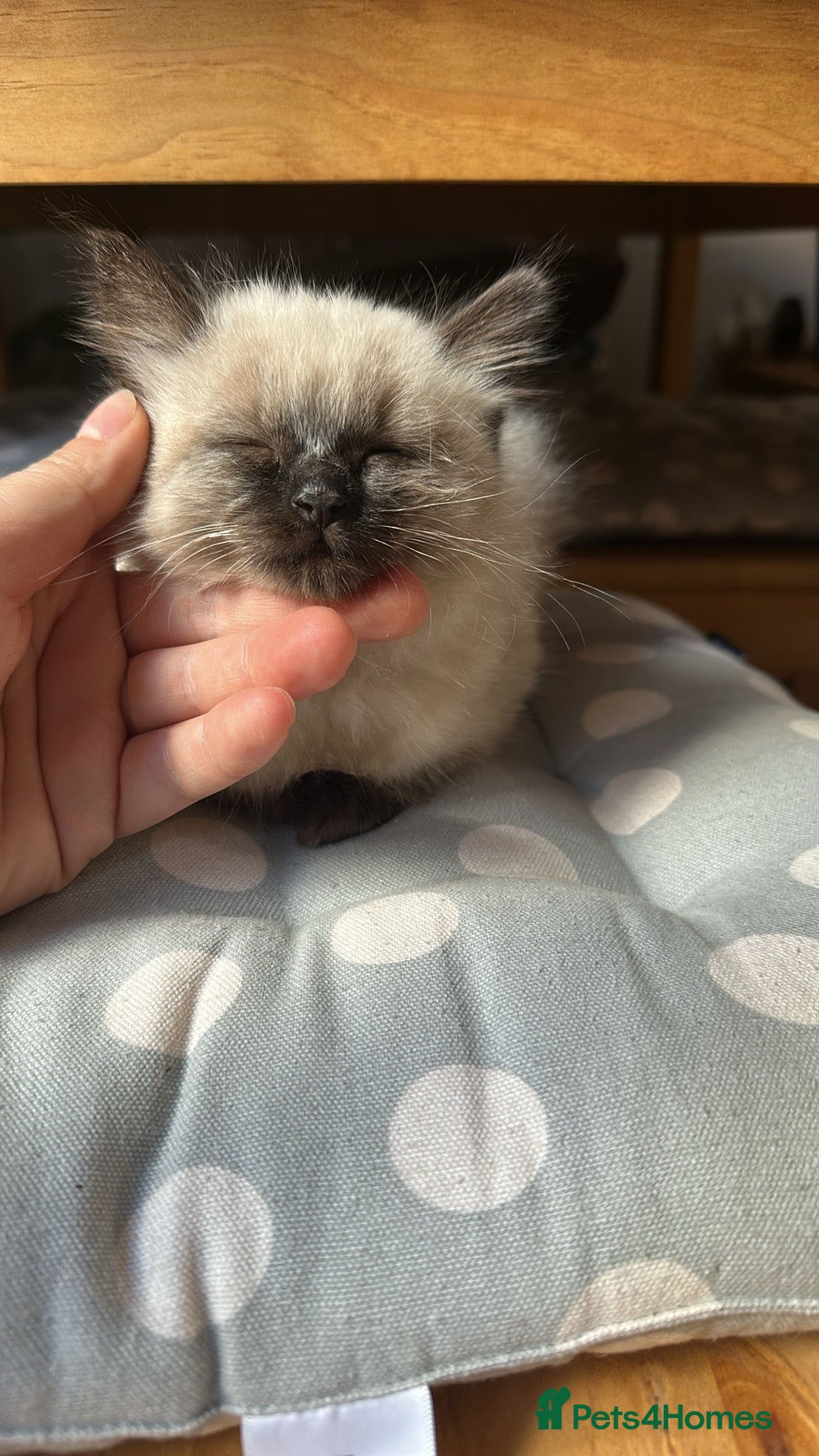 Ragdoll cats for sale: Ragdoll girl - Image 1