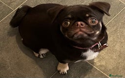 Pug dogs for sale: Tiny pug girl - Advert 3