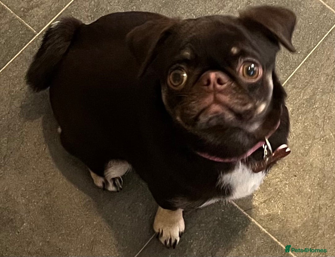 Pug dogs for sale: Tiny pug girl - Advert 3