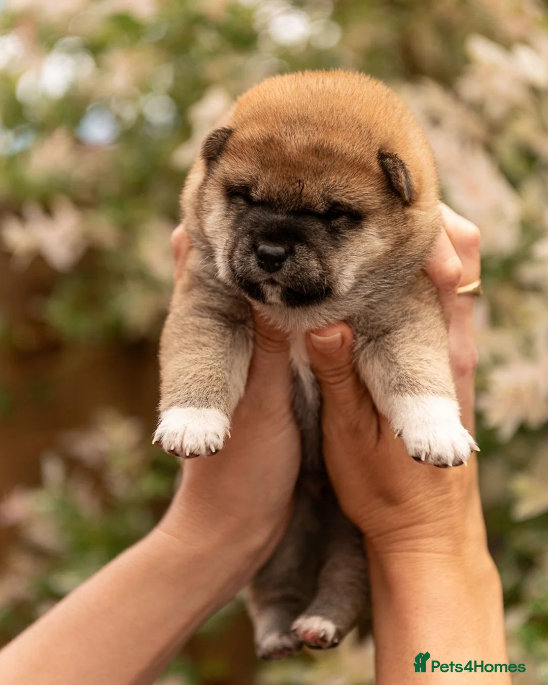 Japanese Shiba Inu dogs for sale: Quality Japanese shiba inu  - Advert 16