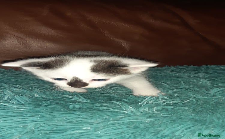 Manx cats - Advert 1