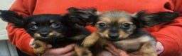 Russian Toy Terrier dogs for sale: Stunning little boy pup available  - Advert 6