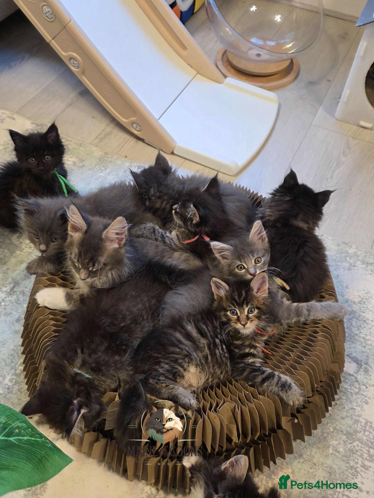 Maine Coon cats Maine coon kittens - Advert 1