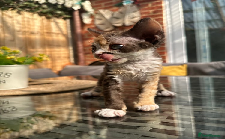 Devon Rex cats - Advert 1