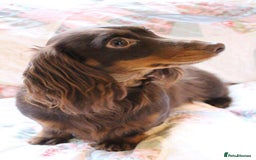 Miniature Dachshund dogs for sale: 5StarsLicensed+LongHaired+KC+PRAClear+VetChecked - Image 4
