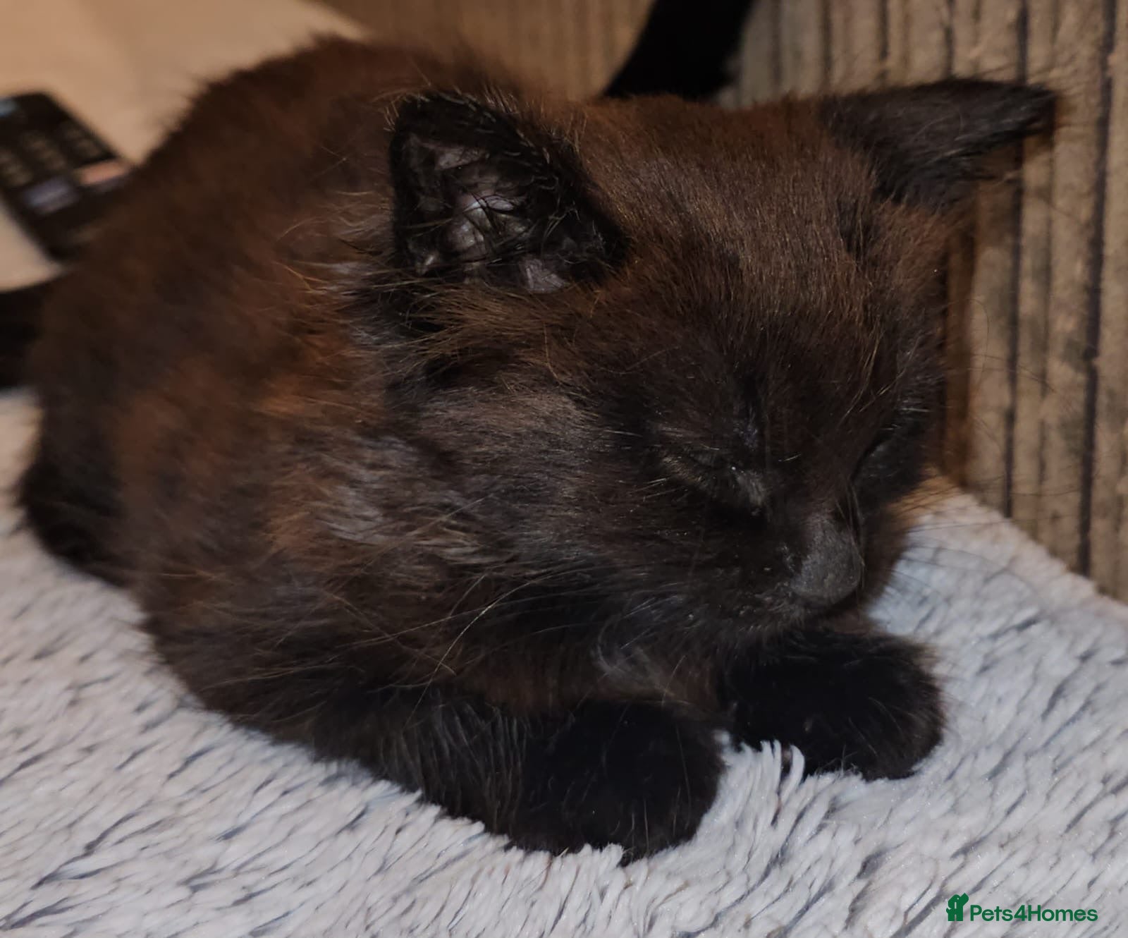 Domestic Shorthair cats Rescue Kitten Looking for a Forever Home - Advert 7
