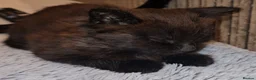 Domestic Shorthair cats for adoption: Rescue Kitten Looking for a Forever Home - Advert 1