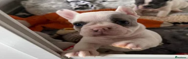 French Bulldog Puppy 3