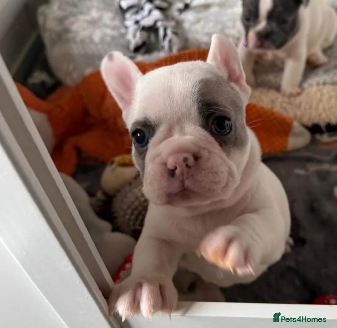 French Bulldog dogs for sale: Beautiful Frenchies Ready for Their Forever Homes in Stockport - Advert 2