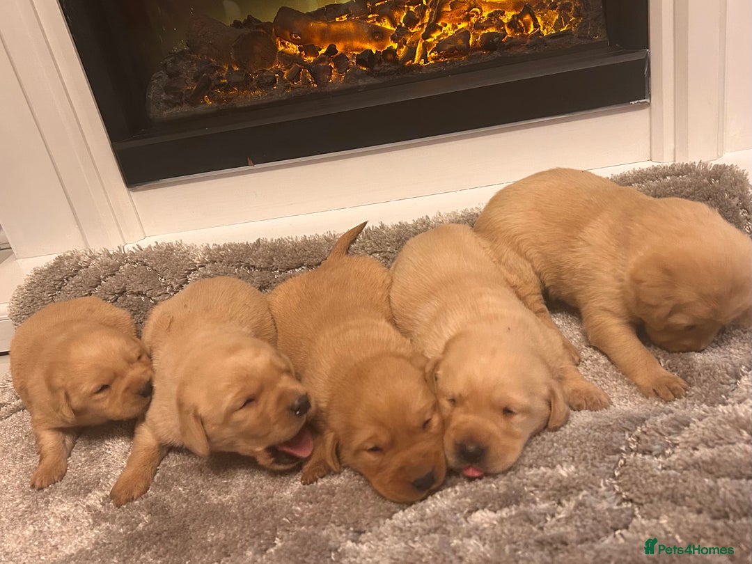 Labrador Retriever dogs for sale: Adorable fox red puppies  - Advert 2