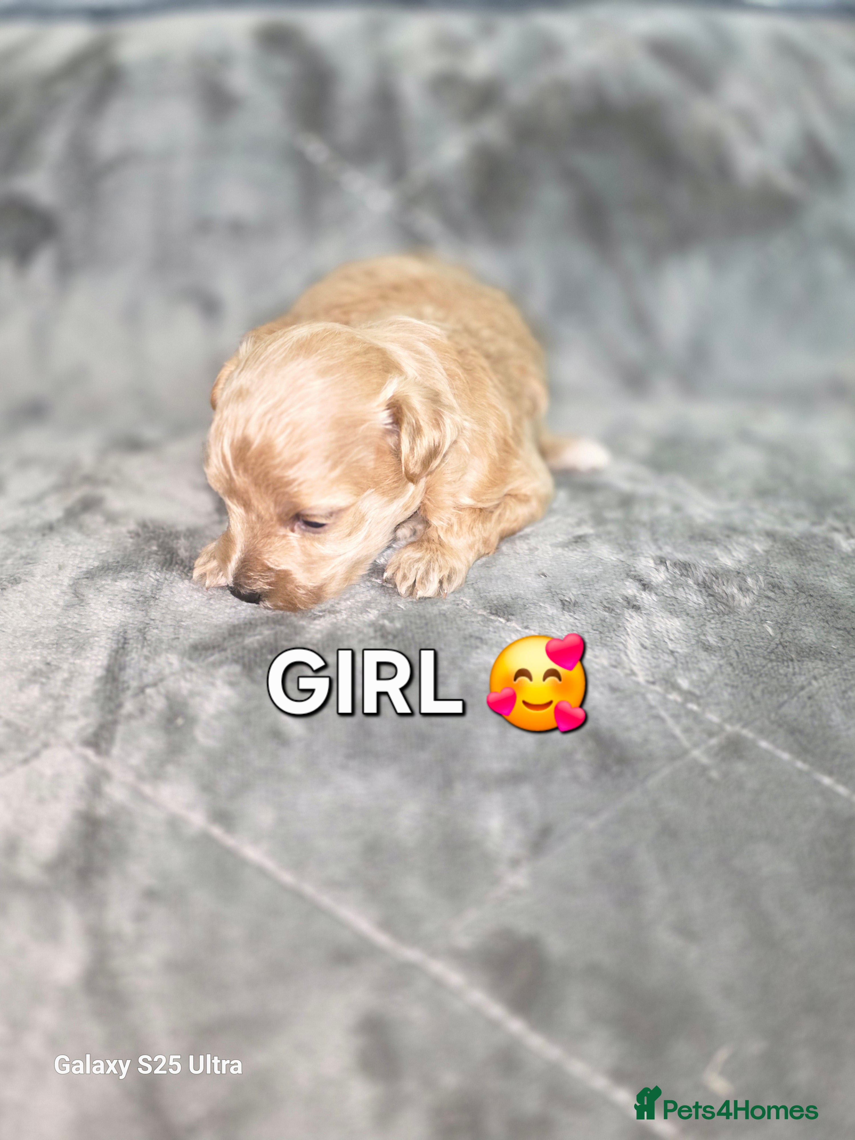 Maltipoo Puppy 3