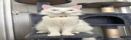 Turkish Angora cats for sale: 3 Adorable Kittens - Advert 10