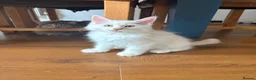 Maine Coon cats for sale: 🐾✨ MAJESTIC MAINE COON KITTENS ✨🐾 - Advert 15