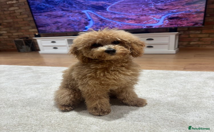 Toy Poodle dogs - Advert 6